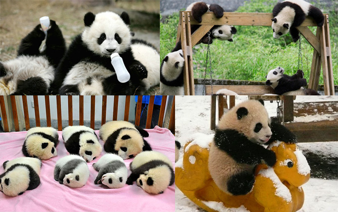 Çin’de Pandalara özel bakım evi!