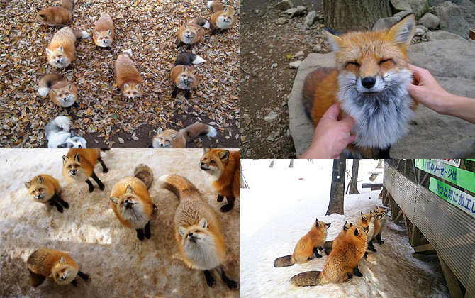 Japonya’nın Tilki kasabası hayvanseverleri mest ediyor!