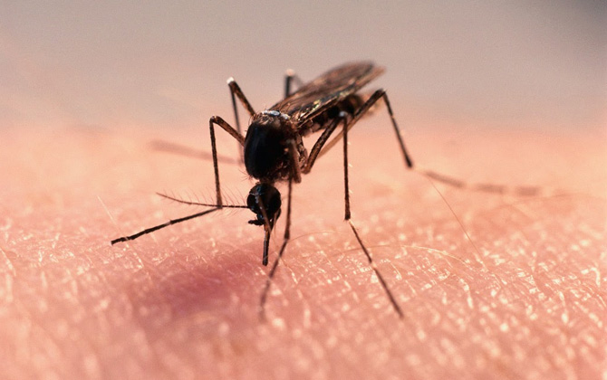 Çin’de ‘Sivrisinek Fabrikası’ Kuruldu!