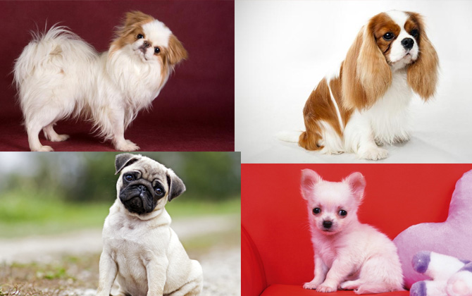 En küçük köpek türleri neler?
