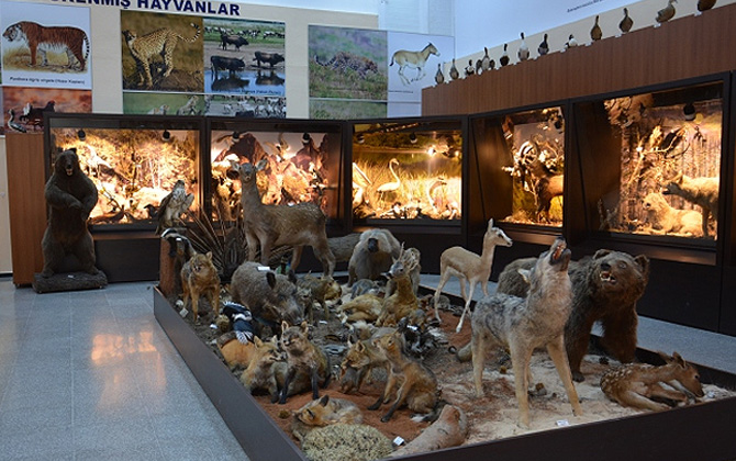 Bursa’daki Zooloji Müzesi’ne büyük ilgi!
