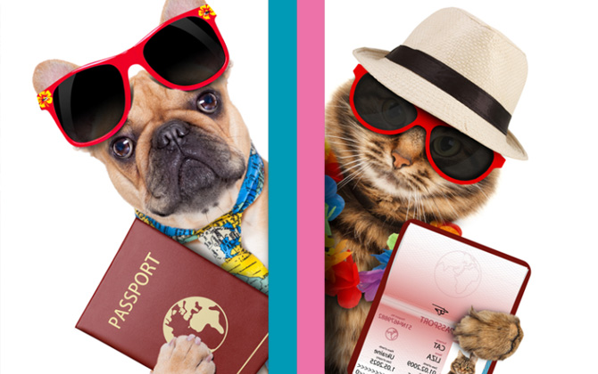 Evcil Hayvan Pasaportu ile ilgili bilmeniz gerekenler!